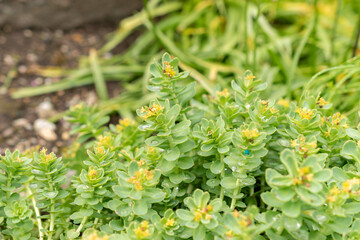 Rhodiola Rosea plant in Saint Gallen in Switzerland