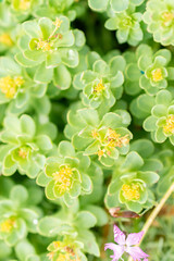 Rhodiola Rosea plant in Saint Gallen in Switzerland