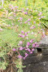 Common pink or Dianthus Plumarius plant in Saint Gallen in Switzerland