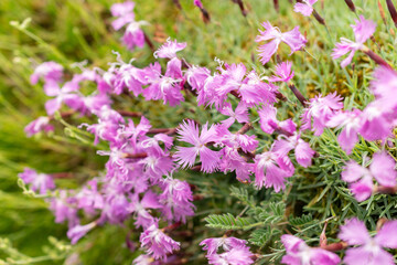 Common pink or Dianthus Plumarius plant in Saint Gallen in Switzerland