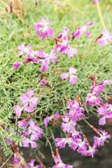 Obraz premium Common pink or Dianthus Plumarius plant in Saint Gallen in Switzerland