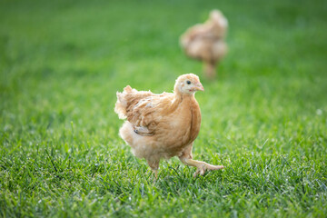 Hens grazing on grass in a free range organic farm