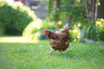 Hens grazing on grass in a free range organic farm