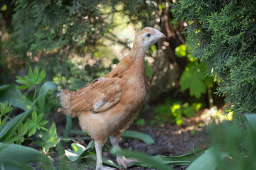 Hens grazing on grass in a free range organic farm