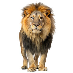 Fototapeta premium lion rein isolated on white background