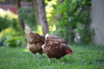 Hens grazing on grass in a free range organic farm