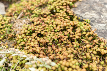Arenaria Ledebouriana plant in Saint Gallen in Switzerland
