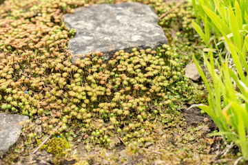 Arenaria Ledebouriana plant in Saint Gallen in Switzerland