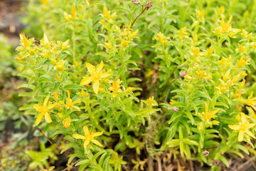 Hypericum Orientale plant in Saint Gallen in Switzerland