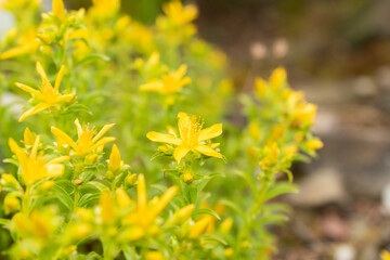 Hypericum Orientale plant in Saint Gallen in Switzerland