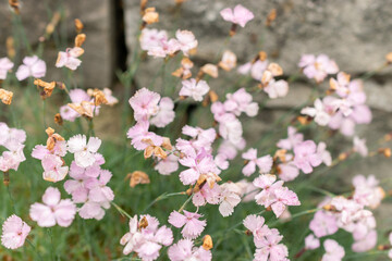 Dianthus Subacaulis plant in Saint Gallen in Switzerland