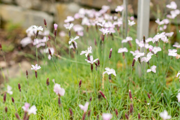 Dianthus Subacaulis plant in Saint Gallen in Switzerland