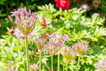 Persian onion or Allium Cristophii plant in Saint Gallen in Switzerland