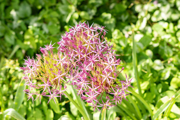 Persian onion or Allium Cristophii plant in Saint Gallen in Switzerland