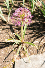 Persian onion or Allium Cristophii plant in Saint Gallen in Switzerland