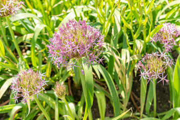 Persian onion or Allium Cristophii plant in Saint Gallen in Switzerland