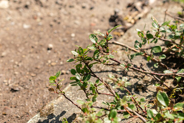 Salix Saxatilis plant in Saint Gallen in Switzerland