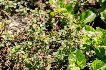 Salix Saxatilis plant in Saint Gallen in Switzerland