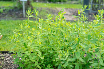 Hypericum Hirsutum plant in Saint Gallen in Switzerland