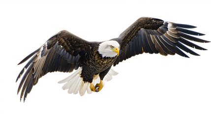 Fototapeta premium Bald Eagle in flight isolated on a white background. (Haliaeetus leucocephalus)