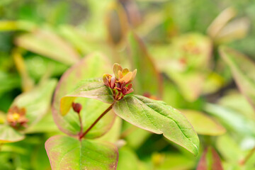 Hypericum Androsaemum plant in Saint Gallen in Switzerland