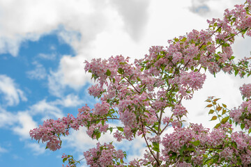 Beauty bush or Kolkwitzia Amabilis plant in Saint Gallen in Switzerland