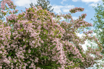 Beauty bush or Kolkwitzia Amabilis plant in Saint Gallen in Switzerland