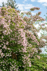 Beauty bush or Kolkwitzia Amabilis plant in Saint Gallen in Switzerland