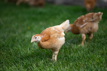 Hens grazing on grass in a free range organic farm