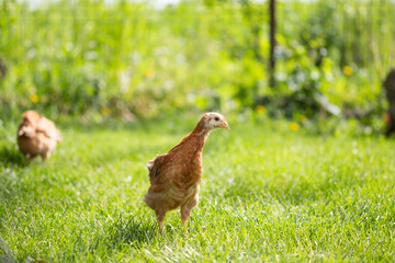 Hens grazing on grass in a free range organic farm