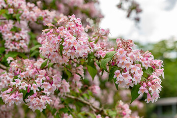 Beauty bush or Kolkwitzia Amabilis plant in Saint Gallen in Switzerland