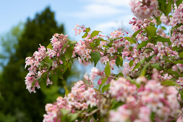 Beauty bush or Kolkwitzia Amabilis plant in Saint Gallen in Switzerland