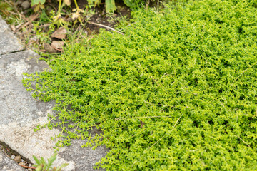 Smooth rupturewort or Herniaria Glabra plant in Saint Gallen in Switzerland