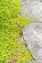 Smooth rupturewort or Herniaria Glabra plant in Saint Gallen in Switzerland