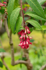 Purple cestrum or Cestrum Elegans plant in Saint Gallen in Switzerland