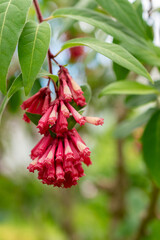 Purple cestrum or Cestrum Elegans plant in Saint Gallen in Switzerland