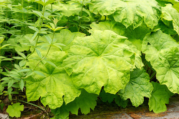 Astilboides Tabularis plant in Saint Gallen in Switzerland