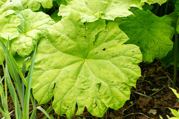 Astilboides Tabularis plant in Saint Gallen in Switzerland
