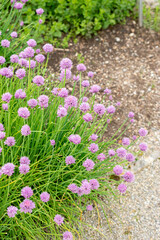 Chives or Allium Schoenoprasum plant in Saint Gallen in Switzerland
