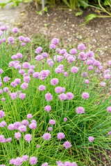 Chives or Allium Schoenoprasum plant in Saint Gallen in Switzerland