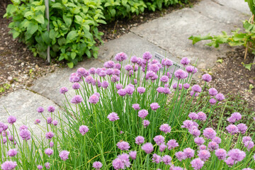 Chives or Allium Schoenoprasum plant in Saint Gallen in Switzerland