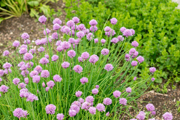 Chives or Allium Schoenoprasum plant in Saint Gallen in Switzerland