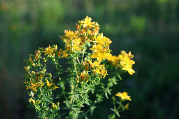 St. John's wort flowers are blooming. Healing properties of St. John's wort.