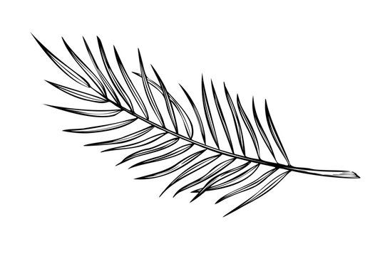 Palm leaf vector illustration in linear style. Outline Drawing of coconut tree branch painted by black inks on isolated background. Etching of exotic tropical plant for greeting cards or invitations.
