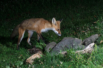 Vixen on the prowl.