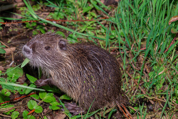 River otter. Natural habitat. Young otter swimming, eating grass
