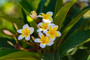 white yellow flowers on a branch