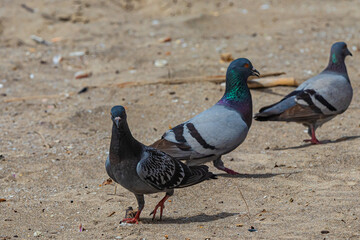 wild pigeons on the sand