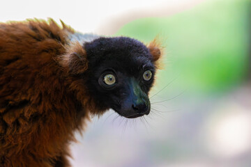 Portrait of a brown lemur