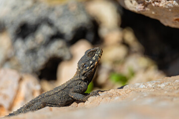 big lizard on a stone